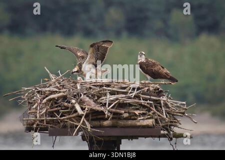 Un couple de balbuzards, Pandion haliaetus, sur un grand nid. Les oiseaux parents surveillent les poussins qui sont au fond du nid Banque D'Images