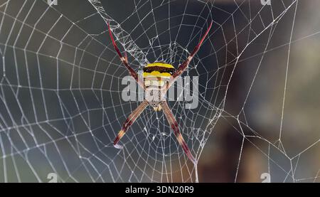 Une araignée rayée jaune et brune de la Croix de Saint Andrew du Nord (Argiope aetherea) dans une toile en spirale pendant la journée à Cape York, Queensland, Australie Banque D'Images