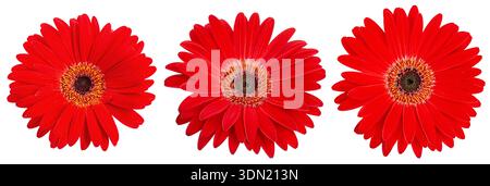 Trois têtes de fleurs de gerbera rouges isolées sur fond blanc. Vue de dessus des éléments floraux gerbera fleuris de marguerite pour la conception, les cartes de voeux et le printemps Banque D'Images