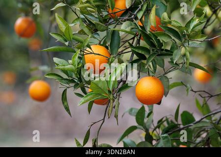 Oranges mûres sur l'arbre, Sellent, Espagne Banque D'Images