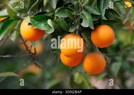 Oranges mûres sur l'arbre, Sellent, Espagne Banque D'Images
