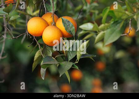 Oranges mûres sur l'arbre, Sellent, Espagne Banque D'Images