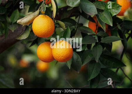 Oranges mûres sur l'arbre, Sellent, Espagne Banque D'Images
