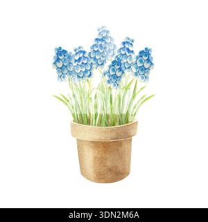 Fleurs de muscari bleu dans un pot en argile. Illustration d'aquarelle dessinée à la main, isolée. Pastel clip art pour cartes pour le 8 mars, Pâques, anniversaires, invitati Banque D'Images