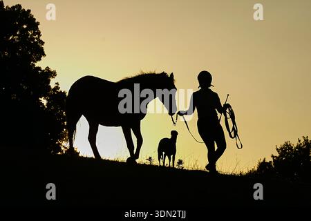 Silhouettes de jeune cheval/poney avec cavalier/maître en tête et chien lurcher suivant. Le cavalier porte un casque. Session de formation pour les jeunes Banque D'Images