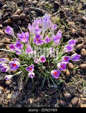 Grappe de fleurs de crocus violettes fleurissant au début du printemps, poussant du sol à la lumière naturelle du soleil. Banque D'Images