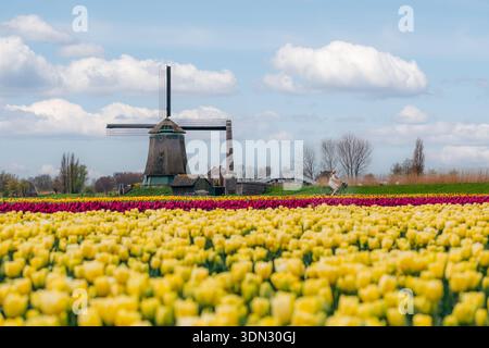 Femme passe devant des champs de moulins à vent et de tulipes aux pays-Bas Banque D'Images