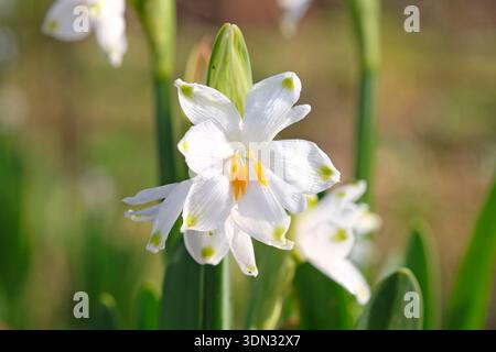 Blanc avec pointes vertes Leucojum aestivum, flocon de neige d'été, en fleur. Banque D'Images