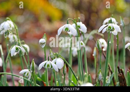 Blanc Galanthus Greatorex double goutte de neige en fleur. Banque D'Images