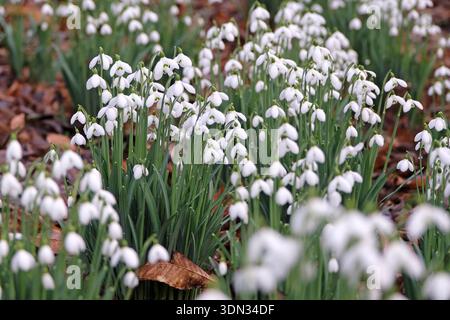 Un joli tapis blanc de Galanthus, ou gouttes de neige, en fleur. Banque D'Images
