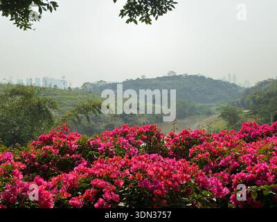 Un paysage luxuriant à Nanning, Guangxi, Chine, avec des fleurs rose vif au premier plan et des collines verdoyantes menant à un horizon urbain brumeux. Banque D'Images