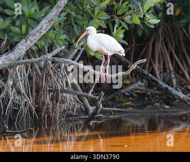 White ibis Eudocimus albus perché sur une branche au-dessus de l'étang dans les Everglades, échassier américain, bec rouge courbé, vie sauvage et habitat Banque D'Images