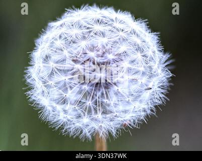 Macro d'une tête de graines de pissenlit Banque D'Images