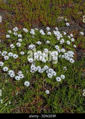 Fleurs de plantes de glace blanche poussant dans un dense couvre-sol côtier avec des feuilles vertes succulentes, végétation naturelle en bord de mer au printemps. Convient pour la botanique Banque D'Images