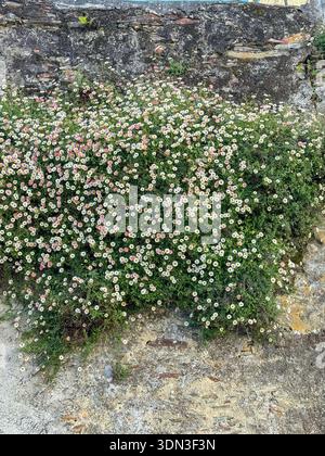 Amas dense de petites fleurs sauvages blanches et roses poussant sur un mur de pierre rugueuse, créant une texture florale naturelle et un fond organique Banque D'Images