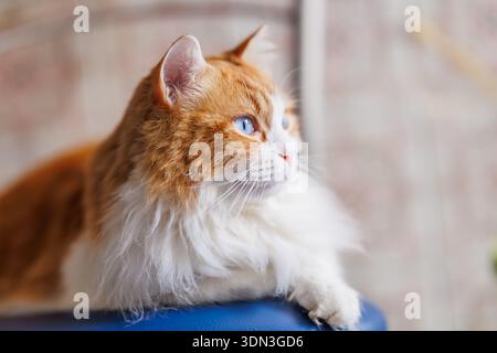 Un superbe portrait latéral d'Odin Newman, un gingembre aux cheveux longs et un chat blanc, regardant hors caméra avec ses yeux bleus saisissants. L'éclairage doux est élevé Banque D'Images