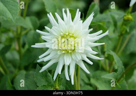 Dahlia 'White Star' portant des fleurs blanches courbes caractéristiques ombrant au jaune pâle au centre du milieu de l'été à l'automne. Un cactus de type dahlia.UK Banque D'Images