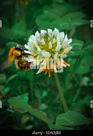 Plan macro d'un bourdon (Bombus) pollinisant une fleur de trèfle blanc (Trifolium repens) dans une prairie verte Banque D'Images