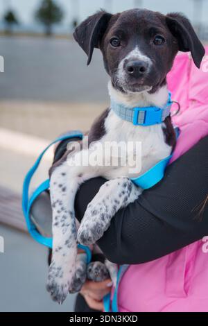 Petit chiot en col bleu reposant sur un banc à l'extérieur avec une expression curieuse Banque D'Images
