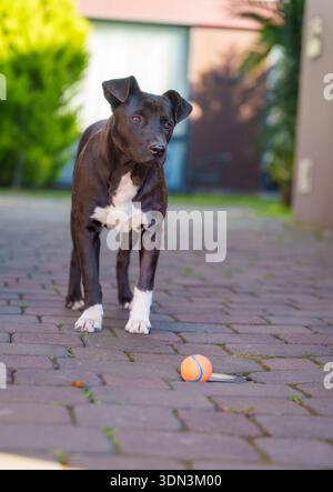 Happy Dog in Motion pendant Urban Walk Banque D'Images