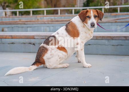 Gros plan portrait d'un chien expressif avec des oreilles brunes et un visage blanc dans un cadre urbain Banque D'Images