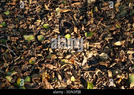 Vieilles feuilles d'automne brunes couchées sur le sol, éclairées par la lumière chaude du soleil. Détail saisonnier du sol forestier avec lumière naturelle et ombres douces. Banque D'Images