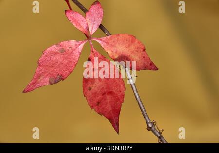 Crabère de Virginie (Parthenocissus quinquefolia) vigne de bois commun. Aussi appelé Woodbine, cinq doigts, cinq feuilles Ivy, floraison de vigne. Un membre du Banque D'Images
