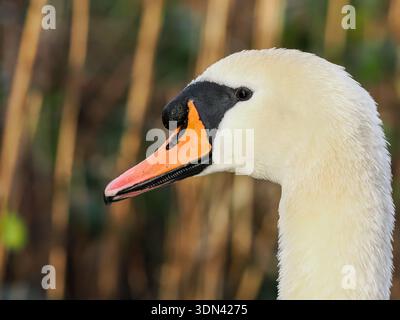 Cygne muet (Cygnus olor), gros plan de la tête et bec orange vif avec bouton noir proéminent, Royaume-Uni Banque D'Images