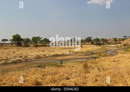 Parc national de Tarangire, Tanzanie - 30 septembre 2025 : les zèbres se rassemblent près d'un point d'eau pendant la saison sèche, à la recherche d'une hydratation essentielle. Banque D'Images