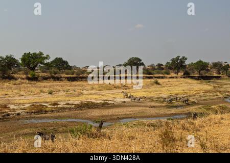 Parc national de Tarangire, Tanzanie - 30 septembre 2025 : les zèbres se rassemblent près d'un point d'eau pendant la saison sèche, cherchant à s'hydrater. Banque D'Images