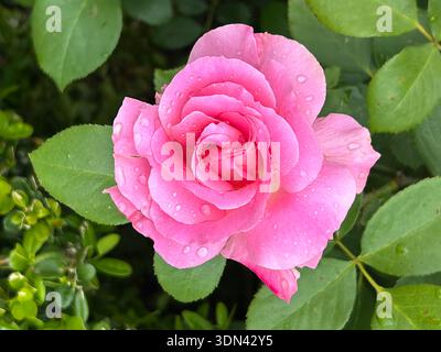 Tête de rose rose rose avec des gouttelettes d'eau Banque D'Images