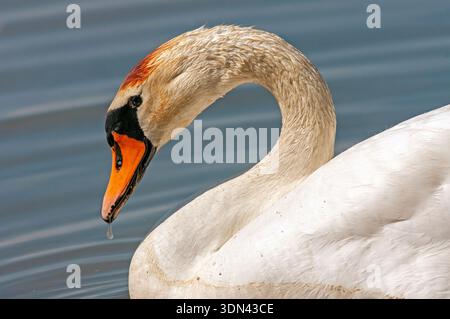 Portrait de cygne muet (Cygnus olor), Lac d'Alviano, oasis WWF, Terni, Ombrie, Italie Banque D'Images