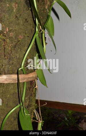 Plante d'orchidée de vanille (Vanilla planifolia), une vigne tropicale grimpante, cultivée sur les arbres et cultivée comme source principale de haricots de vanille commerciaux. Banque D'Images