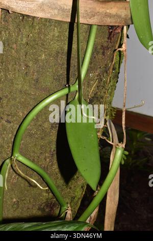 Plante d'orchidée de vanille (Vanilla planifolia), une vigne tropicale grimpante, cultivée sur les arbres et cultivée comme source principale de haricots de vanille commerciaux. Banque D'Images