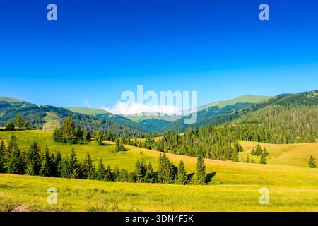 terrain de montagne en été. herbe sur les collines vallonnées de beau paysage avec des prairies vertes sous le ciel bleu. paysage de campagne de l'ukraine sur ensoleillé Banque D'Images