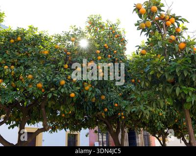 Savilla orangée avec des oranges mûres dans les branches comme le soleil brille à travers les branches Banque D'Images