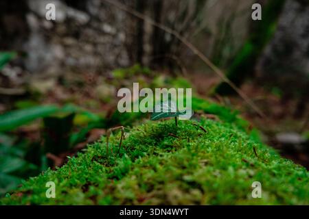 Gros plan macro de mousse verte et de petites feuilles dans un fond de forêt molle Banque D'Images