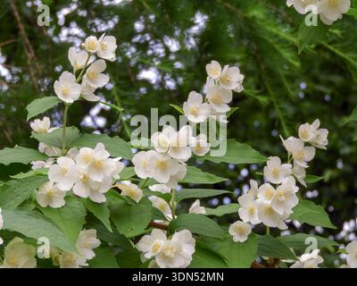 Gros plan de branches de Philadelphus (imitation orange) avec de longues fleurs blanches et un feuillage vert. Arbuste de jardin ornemental populaire apprécié pour la floraison printanière Banque D'Images