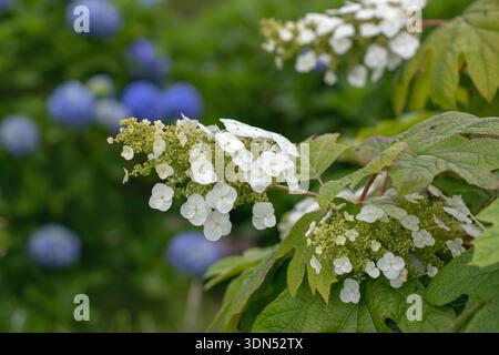Panicules de fleurs d'hortensia quercifolia blanches placées sur un fond légèrement flou de fleurs d'hortensia macrophylla bleues. Contraste botanique élégant i Banque D'Images