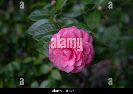 Fleur double formelle rose de Camellia japonica, également connue sous le nom de camélia commun ou camélia japonais, fleurissant parmi les feuilles vertes persistantes brillantes en A. Banque D'Images