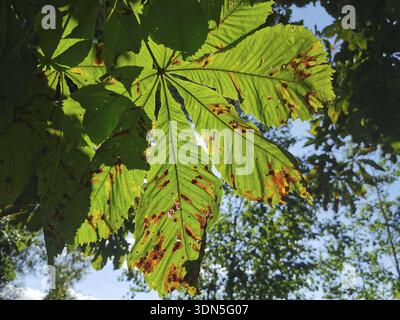 Feuilles vertes d'un châtaignier (aesculus) en plein soleil avec des ombres, parc naturel de la forêt franconienne Banque D'Images