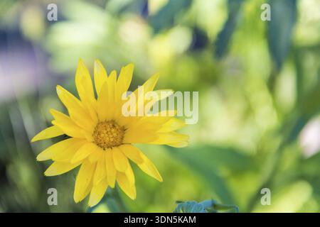 Gros plan d'un calendula jaune qui a fleuri dans le jardin dans le jardin, argentine, argentine Banque D'Images