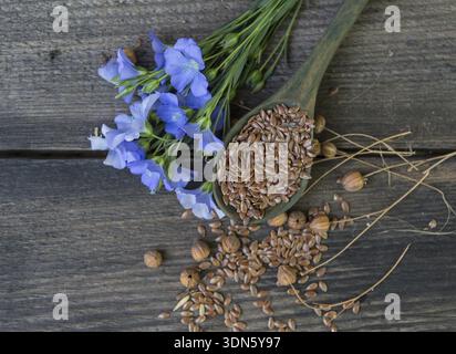 Composition de fleurs de lin et de suchara avec des graines sur fond de bois rustique Banque D'Images