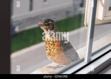 Jeune robin américain nuptial perché sur un rebord de fenêtre extérieure et regardant dans une fenêtre de maison résidentielle. Spectacle naturel de la faune urbaine Banque D'Images