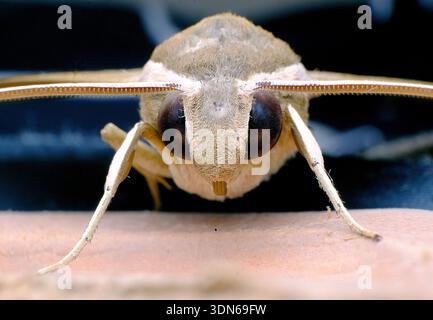 Macro extrême gros plan du visage de Moth montrant des yeux et des antennes détaillés Banque D'Images