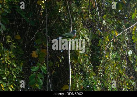 Pigeon vert impérial (Ducula aenea) perché sur une branche dans la végétation dense de la forêt tropicale, Malaisie, Asie du Sud-est Banque D'Images
