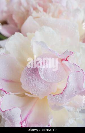 Bouton pivoine rose avec gouttes d'eau macro gros plan sur fond blanc doux vertical Banque D'Images
