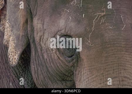 Gros plan de l'oeil d'éléphant d'Asie Banque D'Images