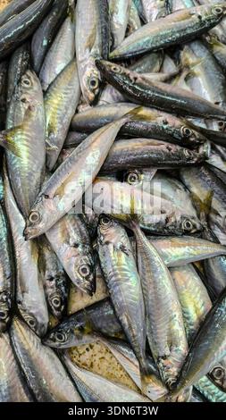 Gros plan en grand angle de petits poissons maquereaux crus frais aux écailles irisées argentées empilées sur un marché de fruits de mer local. Banque D'Images