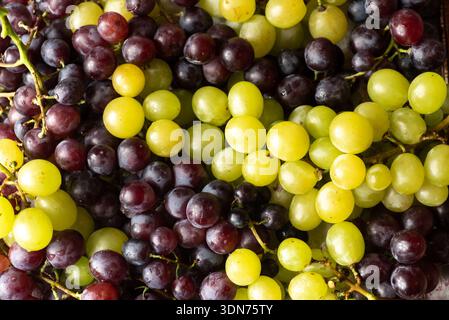 L'image affiche un assortiment vibrant de raisins verts et violets, mettant en valeur leur aspect frais et juteux, idéal pour des collations saines ou culinaires Banque D'Images